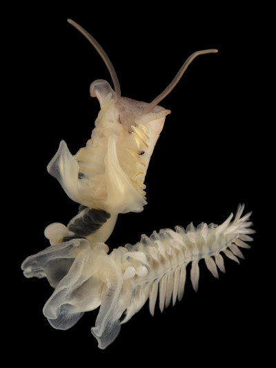 Chaetopterus dewysee